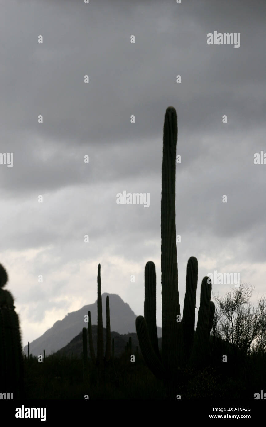 Saguaro Kaktus Sturm Wüste Tucson Arizona Stockfoto