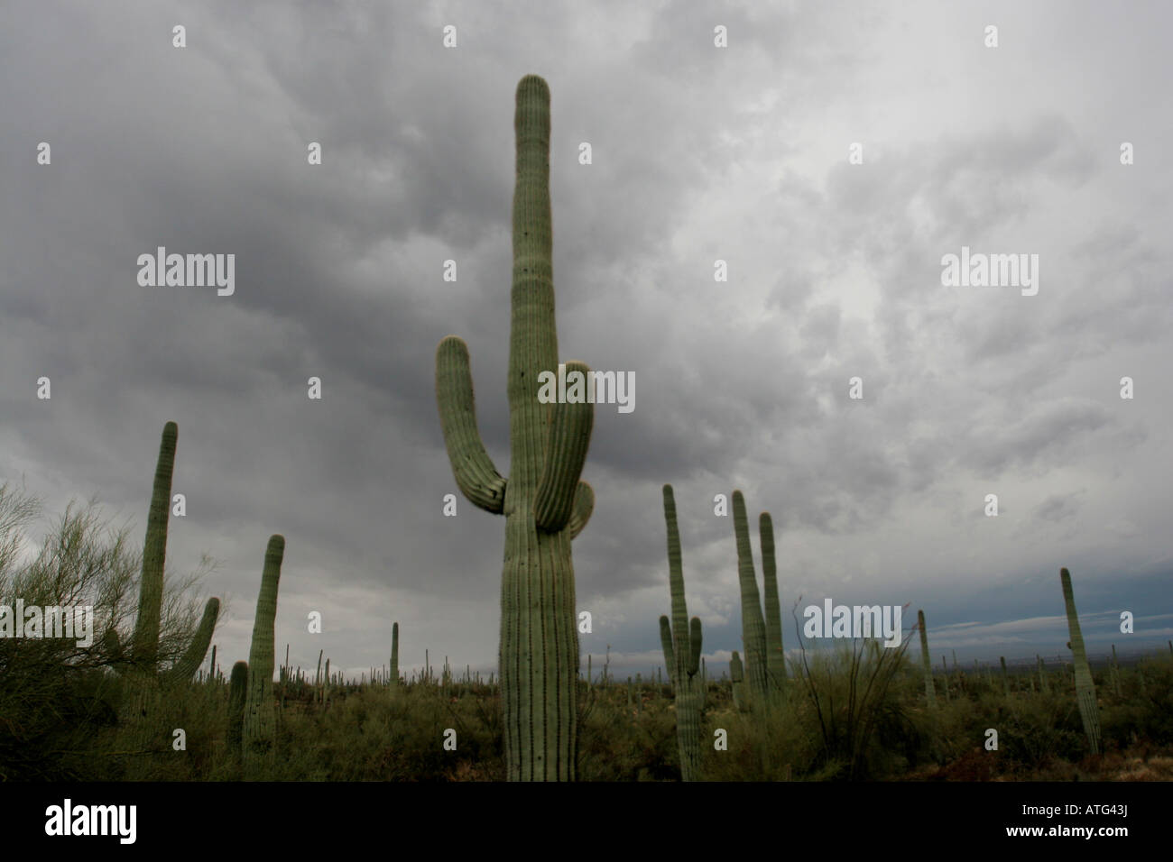 Saguaro Kaktus Sturm Wüste Tucson Arizona Stockfoto