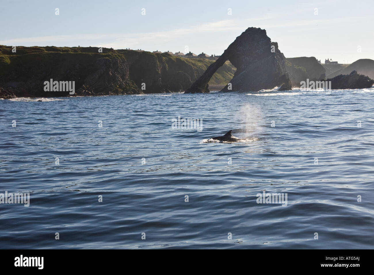 Eine wilde Tümmler schließt nur einen Sprung von den Bogen Geige Felsen, Portknockie, auf den Moray Firth, Schottland, UK. Stockfoto