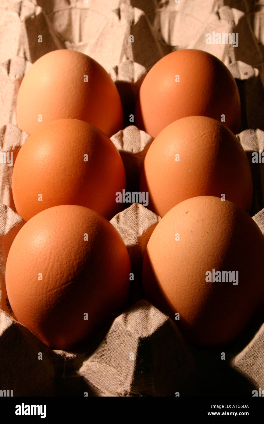 Sechs Eiern Stockfoto