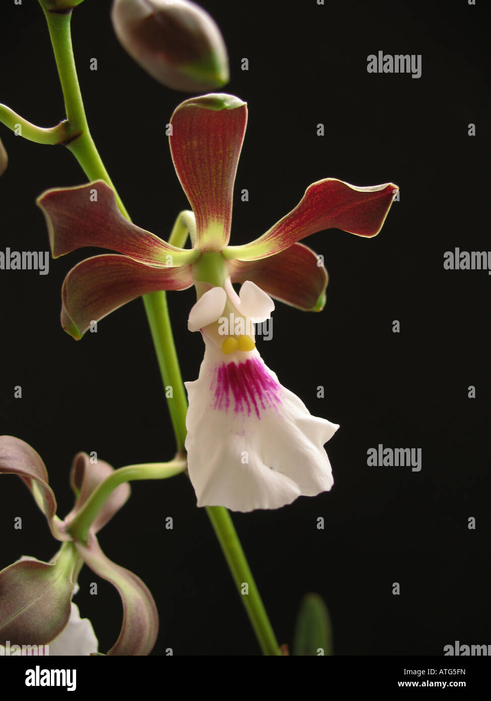 Orchidee Encyclia Diurna, Epidendrum Atropurpureum, Orchidee hautnah