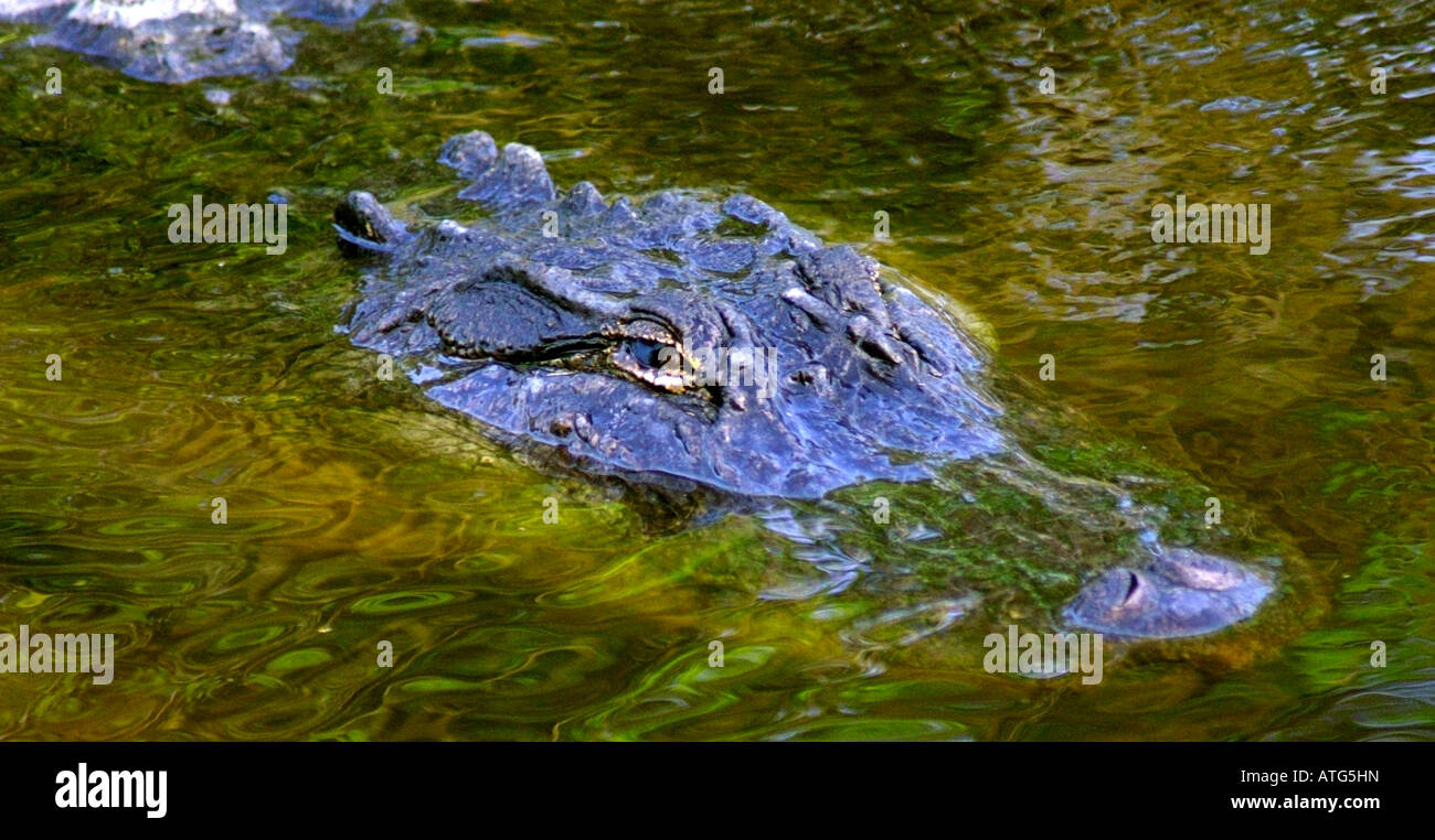Florida Gator Stockfoto
