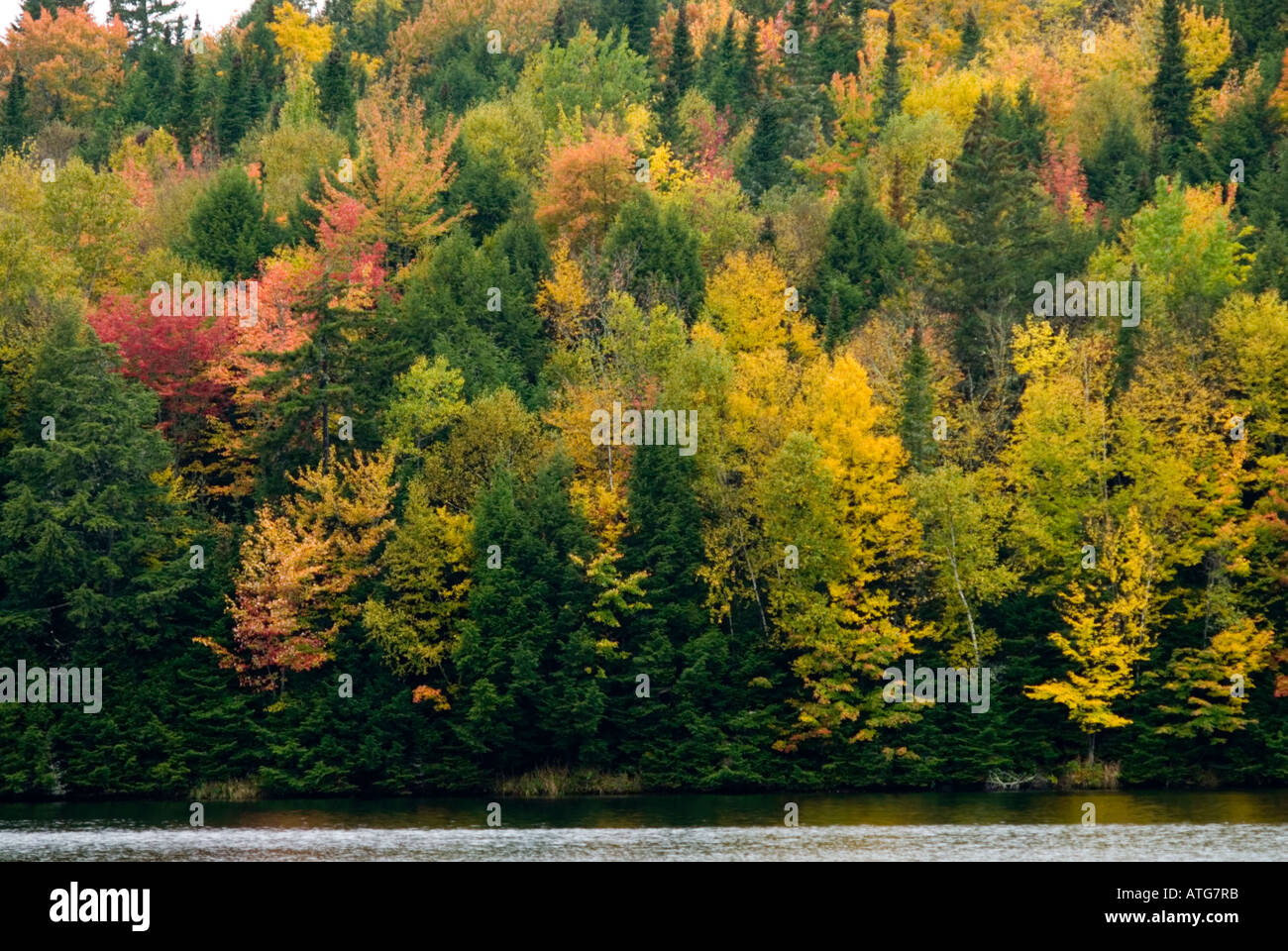 Stock Bild von Harthölzern mit hell rot-Ahorn in vollem Herbstfarben am Rande Flüsse in New Brunswick, Kanada Stockfoto