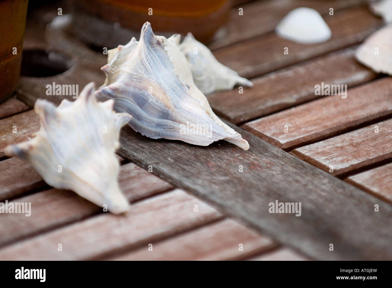 Muscheln auf einem Holztisch im Freien sitzen Stockfoto