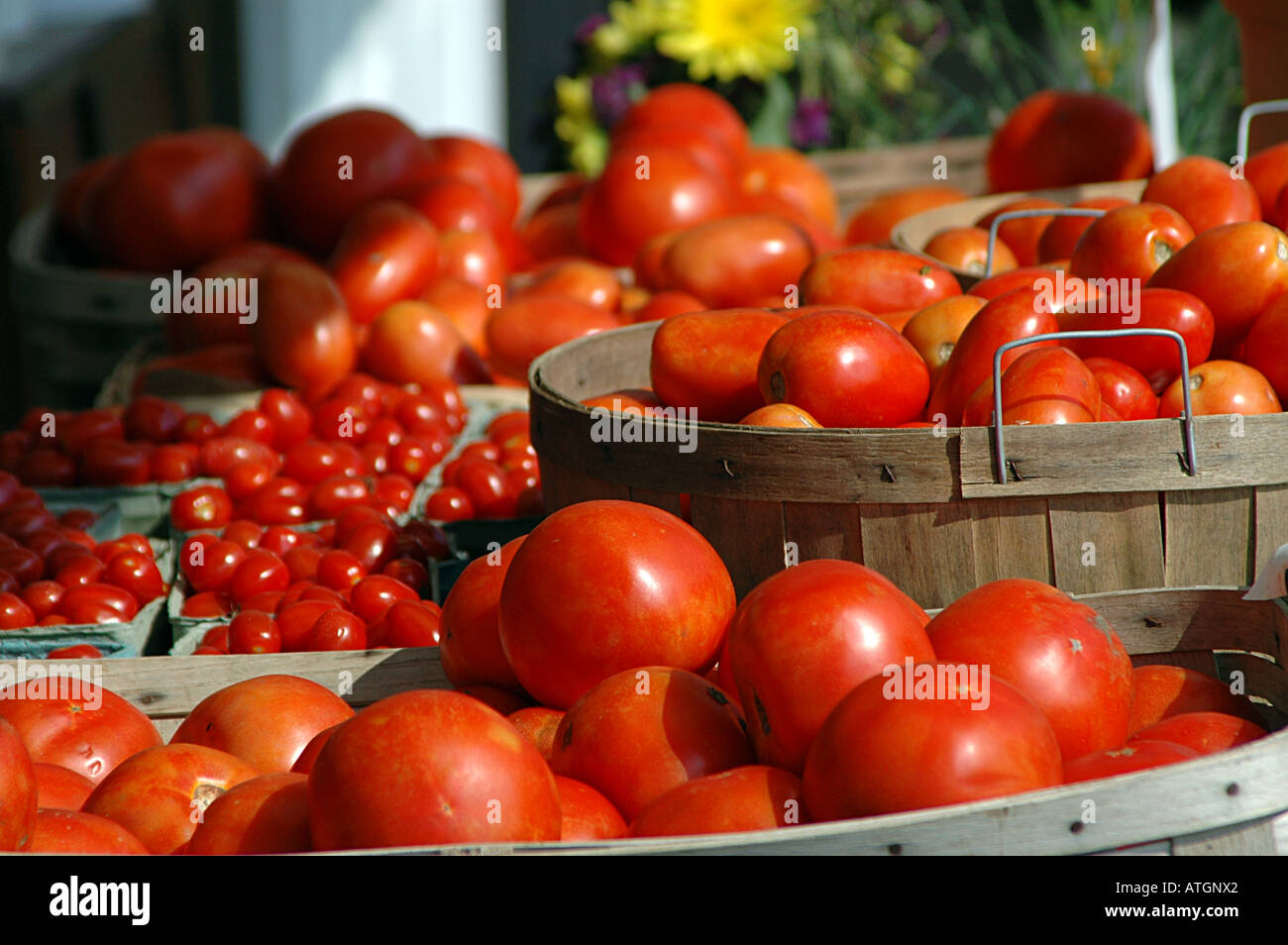 Tomaten eine viel Stockfoto