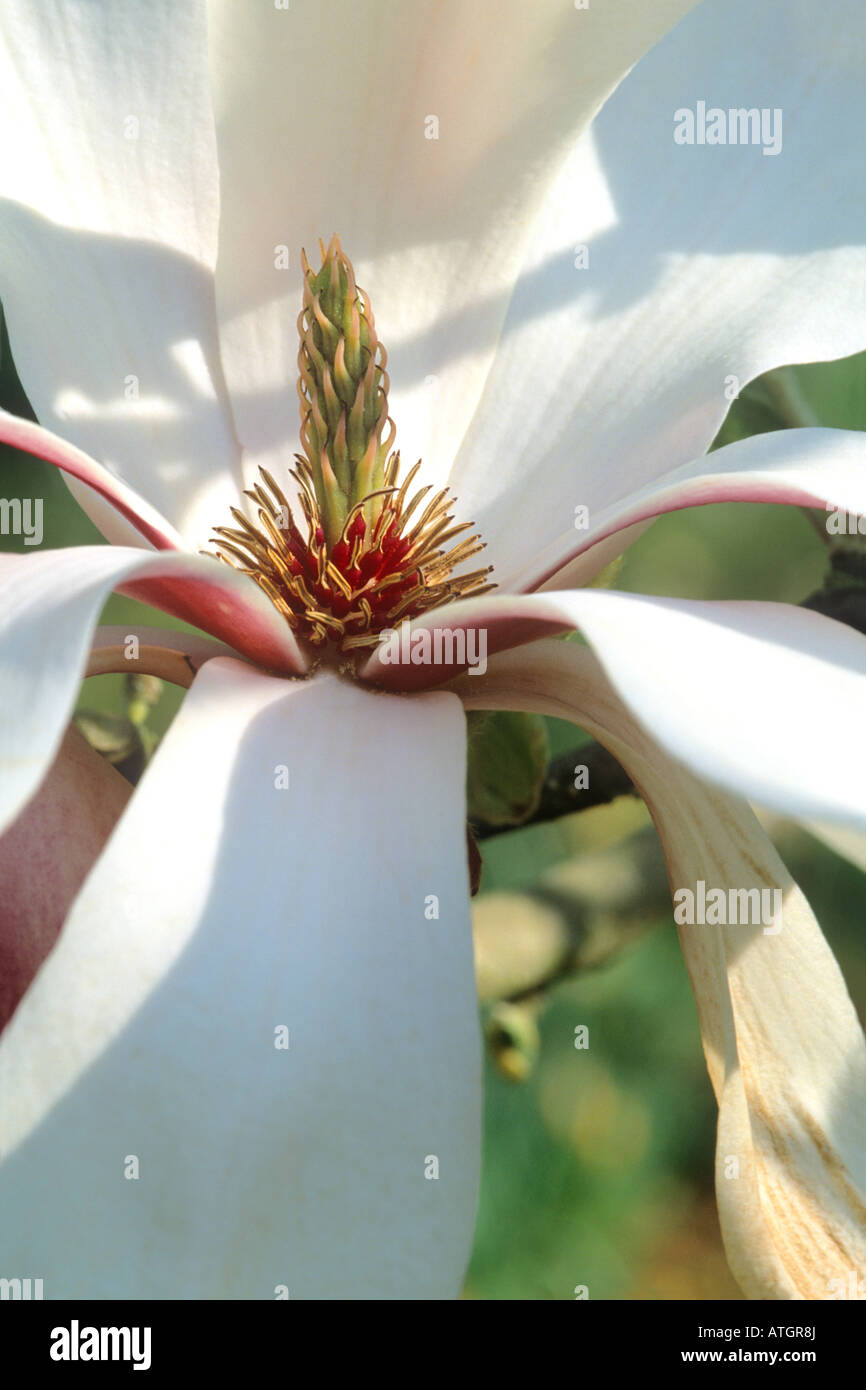Magnolia Blumen (Magnolia X soulangeana) Stockfoto