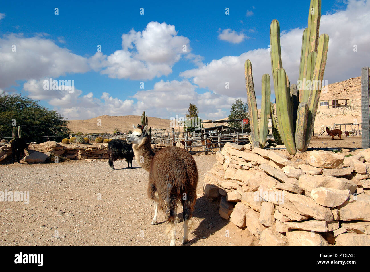 Alpaka-Farm in Mitzpe Ramon eine Stadt in der Wüste Negev Süden Israels Stockfoto