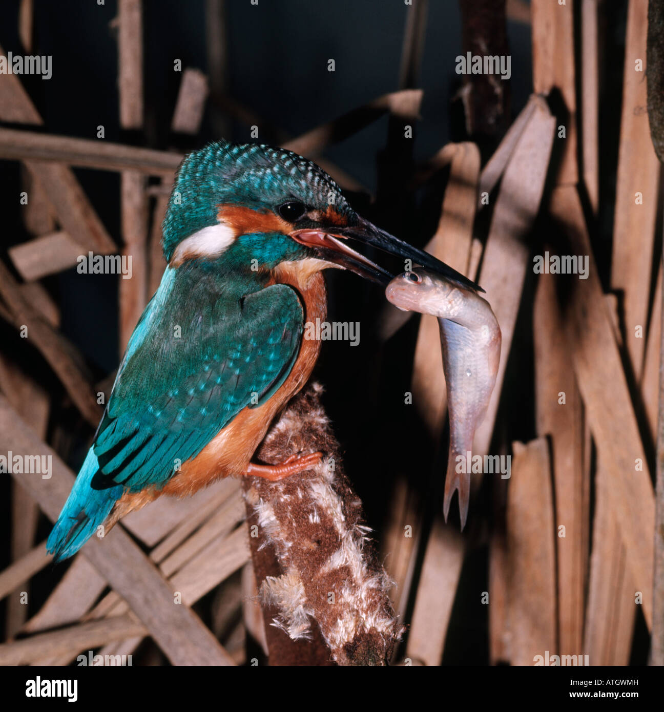 Martin Pecheur Europa Europäische Eisvogel Eisvogel Common Kingfisher Alcedo Atthis Erwachsener mit Fisch in seinen Schnabel Alcedinidae Anima Stockfoto