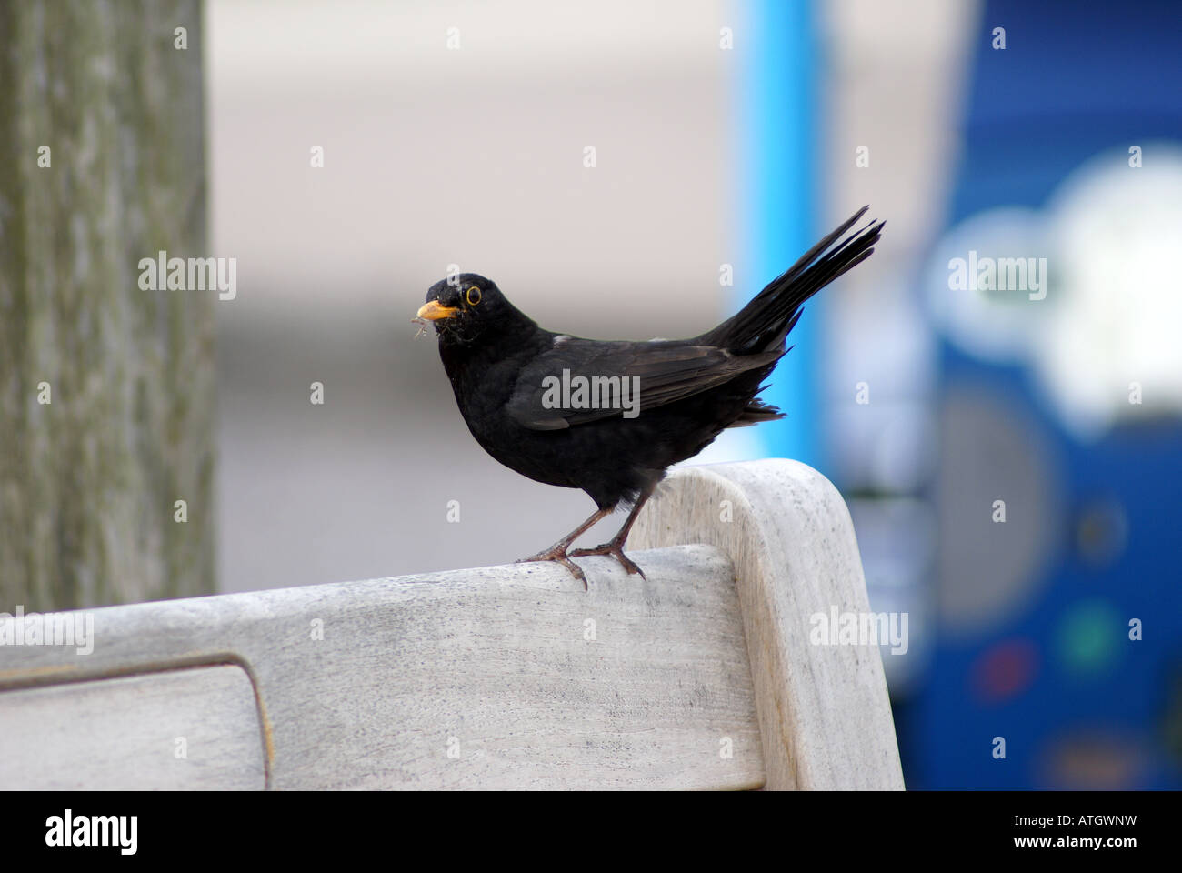 NACH DEM MITTAGESSEN 2 AMSEL Stockfoto