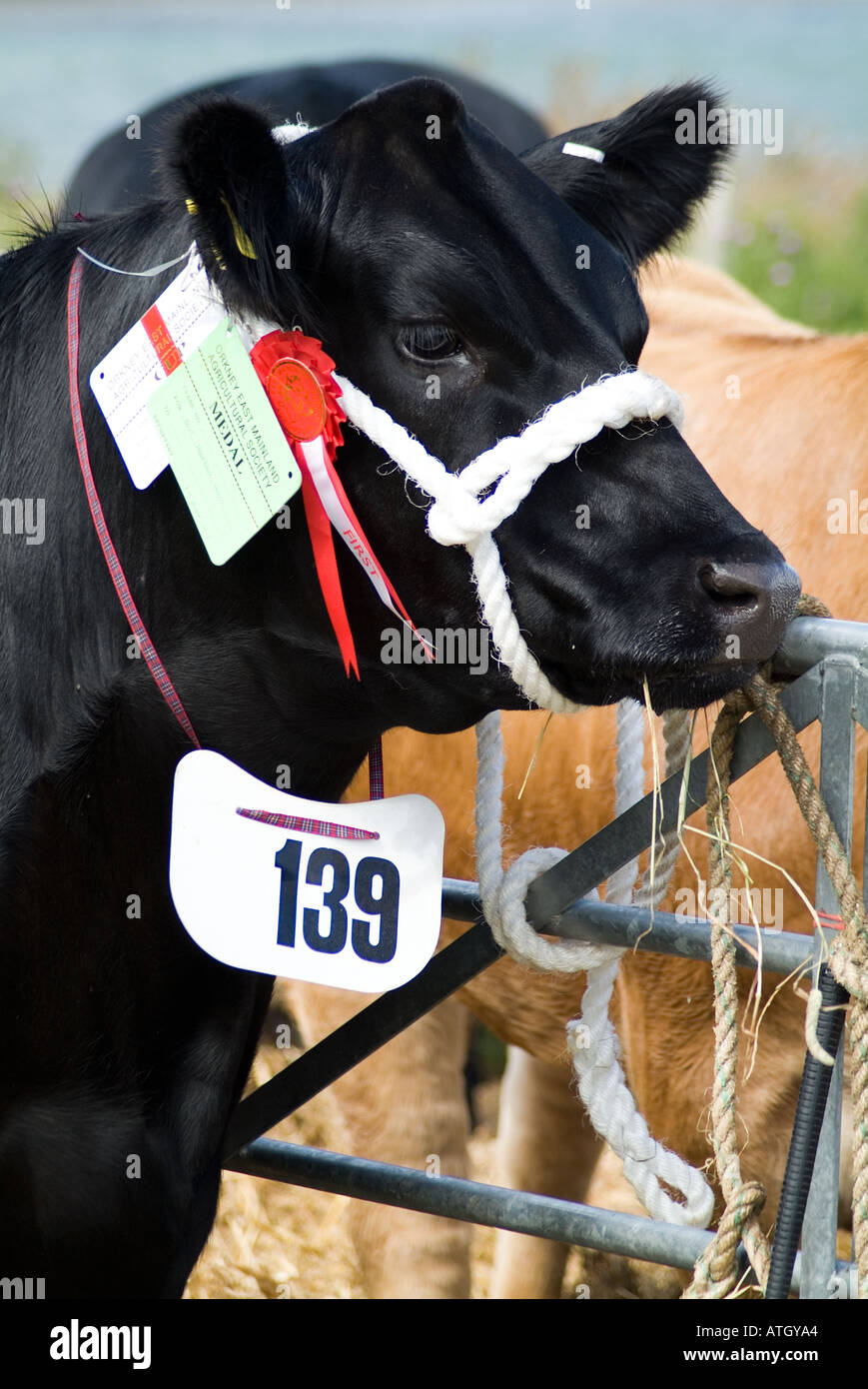 dh Aberdeen Angus Kühe RINDER UK Black Champion Kuh bei Scottish Agricultural Show Orkney Agriculture uk Pedigree Viehzucht Tierhaltung schließen Oben in Schottland Stockfoto