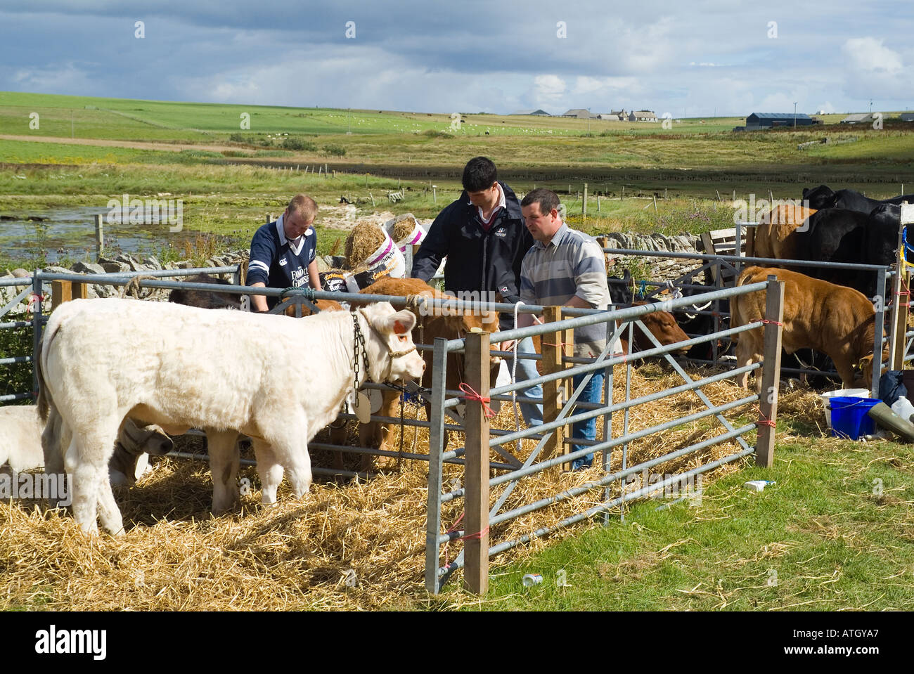 Dh Osten Festland zeigen ST ANDREWS ORKNEY Junge Landwirte pflegen Stier Kuh Kälber, die Landwirtschaftliche zeigen county Landwirt Stockfoto
