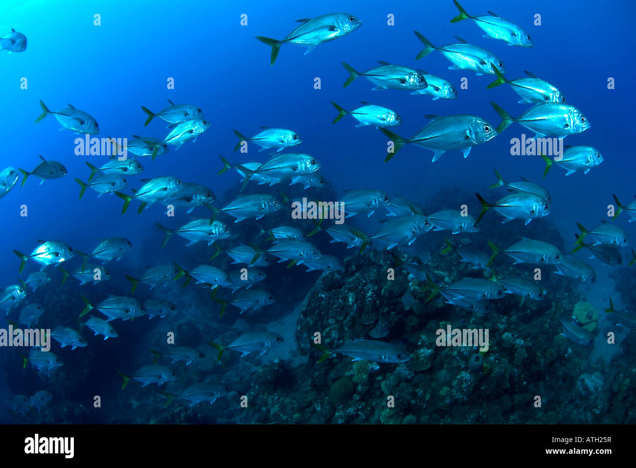 Schule von Jack, Fisch, Unterwasser, Ozean, Meer, Tauchen, Tauchen, Sonnenstrahlen, Unterwasserwelt, Leben im Meer, blauem Wasser, klar Stockfoto