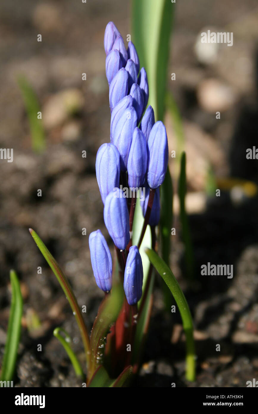 Blaue Blume-Knospen Stockfoto
