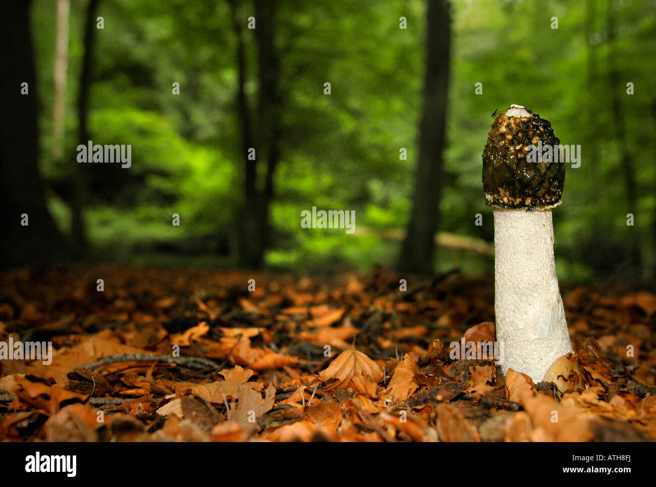 Ein Phallus Impudicus - Stinkmorchel in einen Buchenwald wächst. Stockfoto