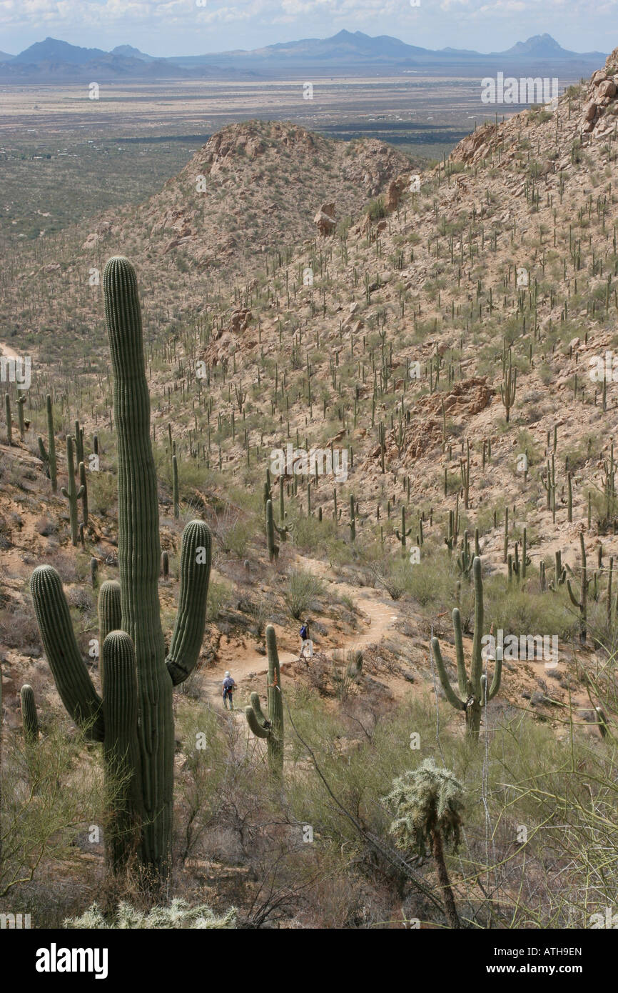 Saguaro Kaktus Wanderer Tucson Arizona Stockfoto