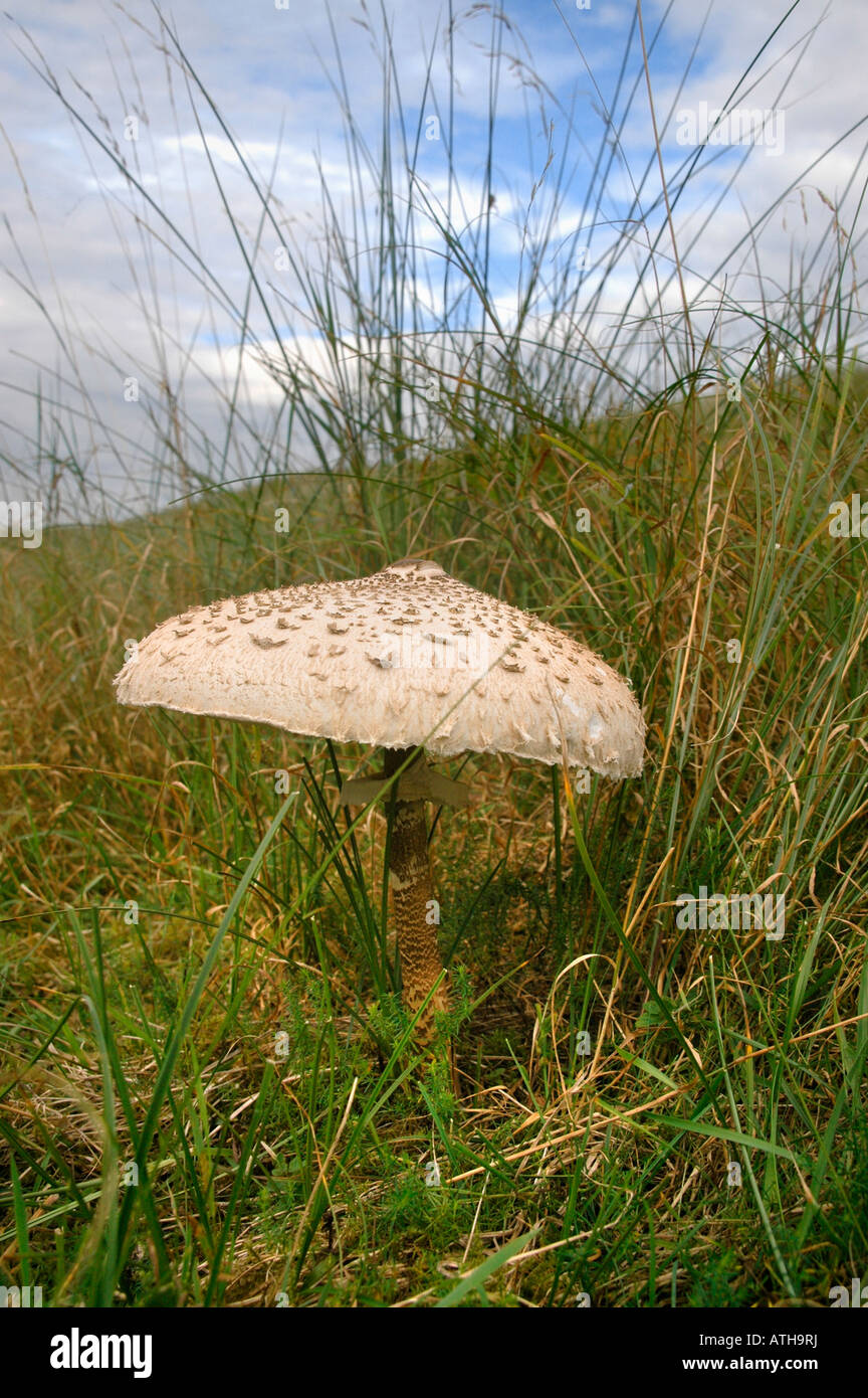 ein Sonnenschirm Pilz - Macrolepiota Procera-wächst auf einer grasbewachsenen Kante. Stockfoto