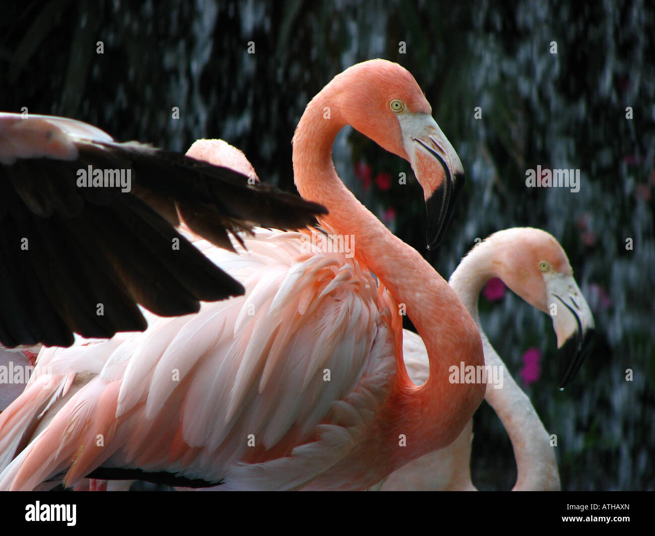 Flamingo (Phoenicopterus sp) Flamingos, rosa Flamingos, bunte Tiere, bunte Tierwelt, Vögel, Federn Nahaufnahme Stockfoto