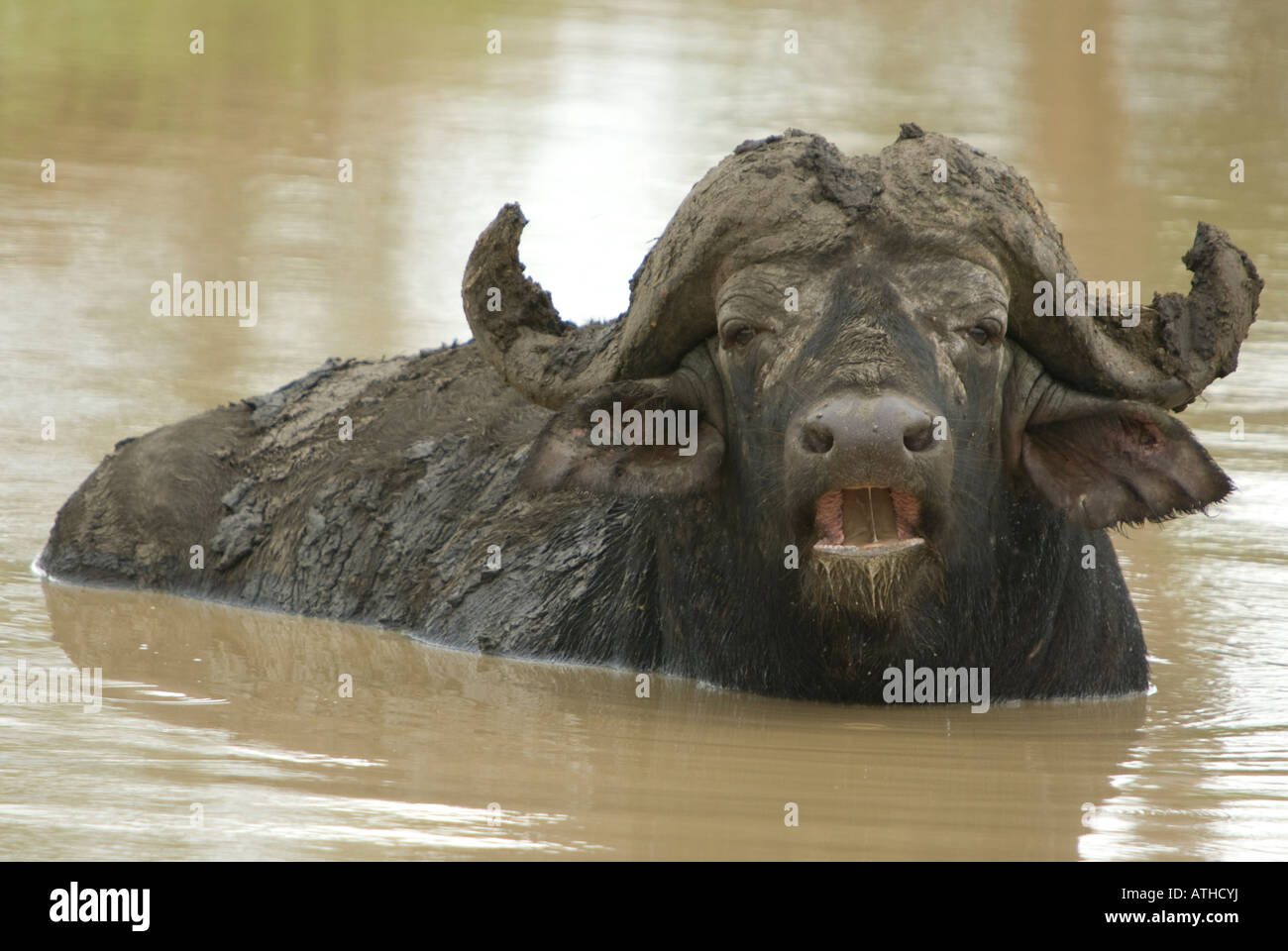 Ein afrikanischer Büffel Bull sitzen in dem seichten Wasser genießen ein wälzen Stockfoto