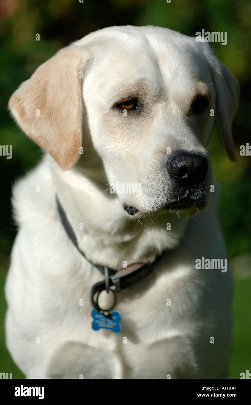 Golden Labrador Hund Stockfoto