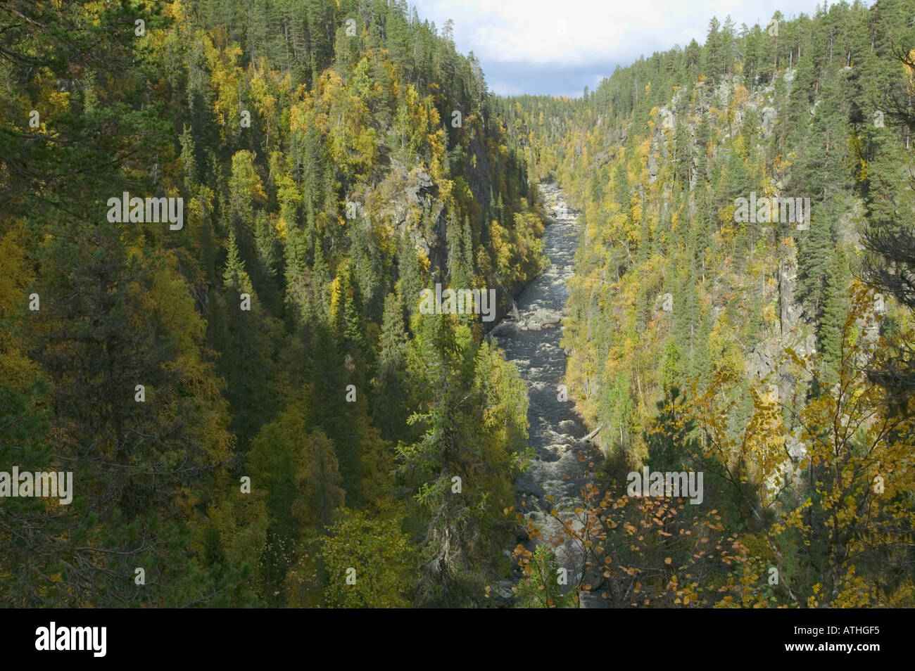 Ein Fluss fließt durch den herbstlichen Wald; Muddus Nationalpark, Schweden. Stockfoto