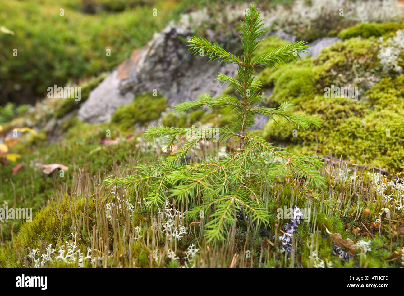 Ein junger Nadelbaum Sämling ergreift unter Flechten an der Unterseite eines Felsens in alten Waldbestands auf Mt Nammasj, Kvikkjokk Stockfoto