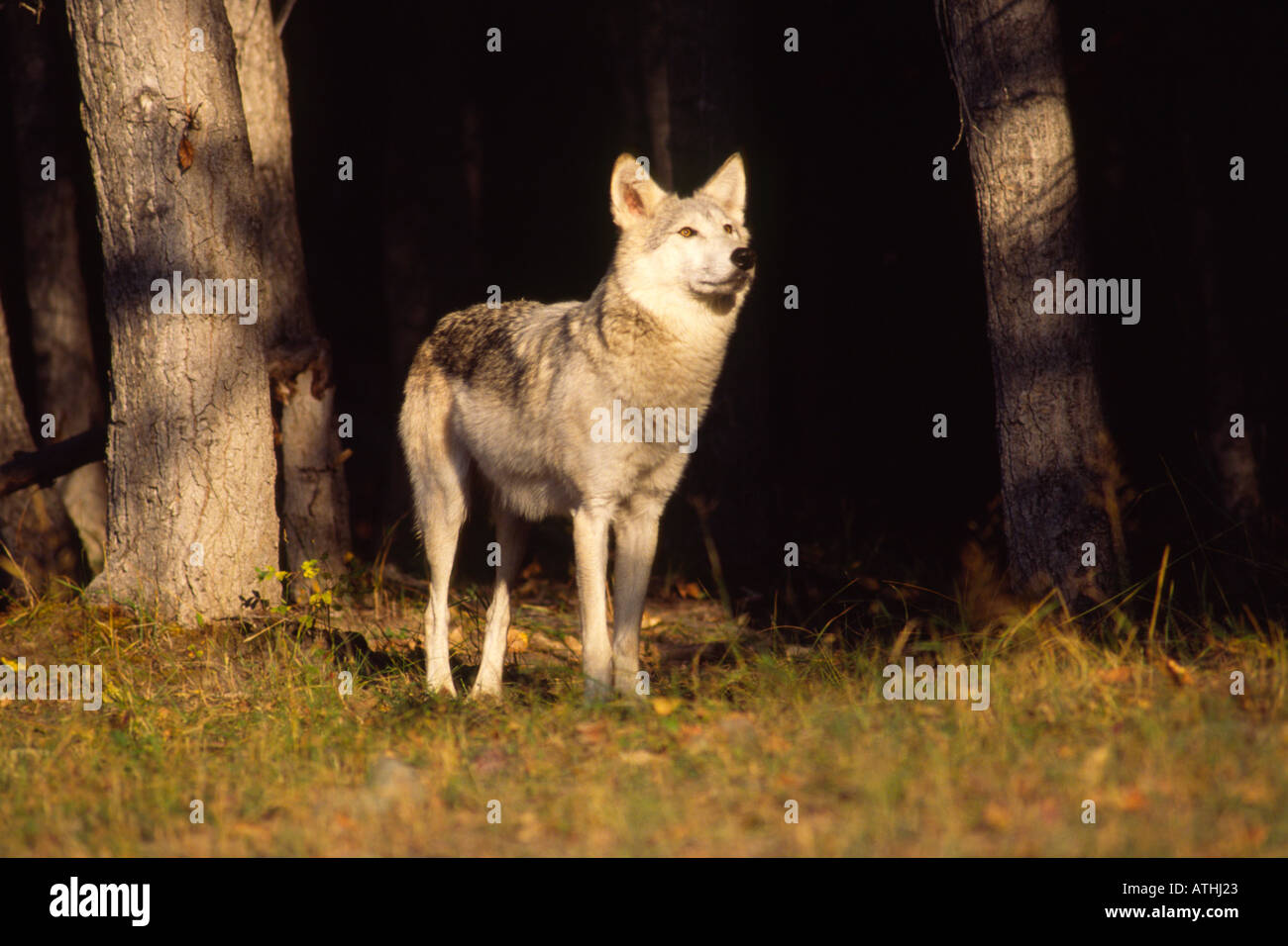 Gray Wolf am Waldrand Stockfoto