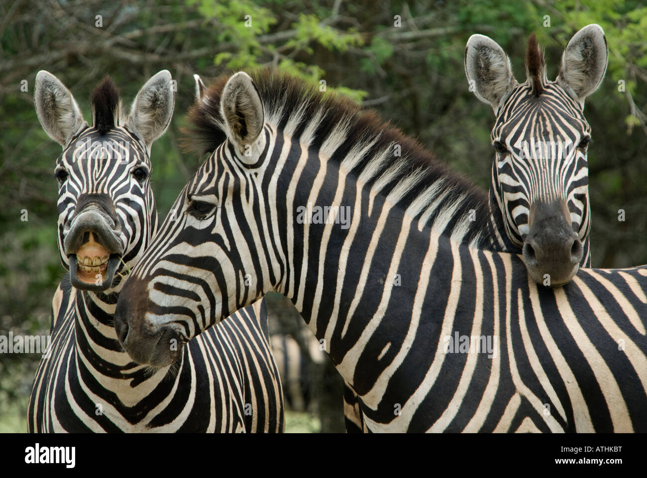 Eine Gruppe von drei Burchell-Zebra posiert zusammen im afrikanischen Busch Stockfoto
