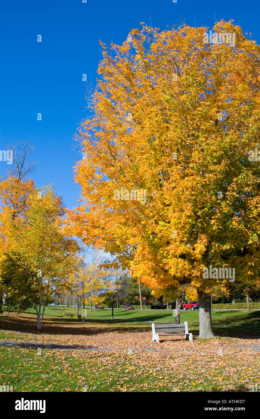 Parkbank unter einem Ahornbaum in voller fallen Farbe, umgeben von Laub in Wilmot Park Fredericton New Brunswick, Kanada Stockfoto