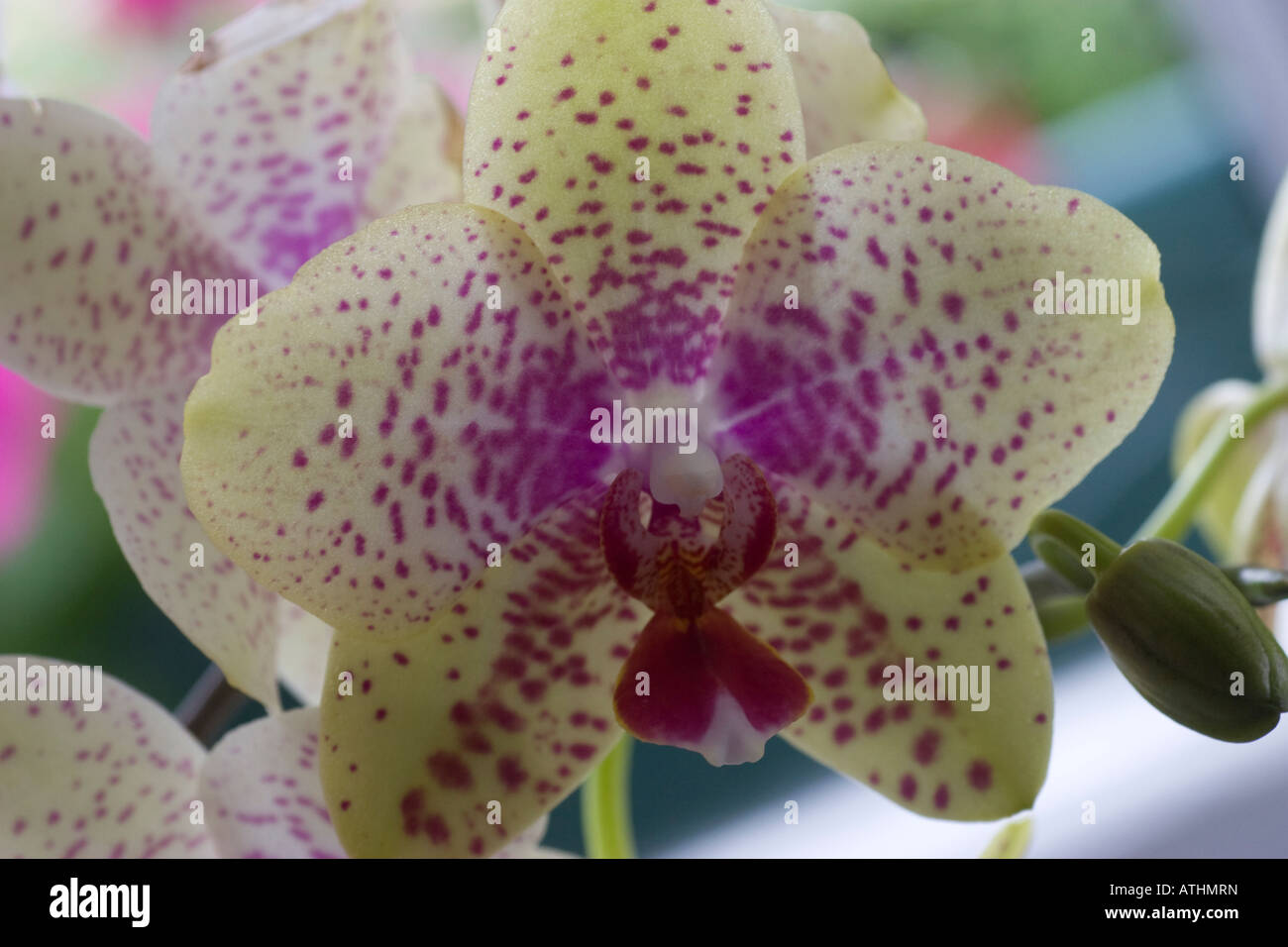 Orchidee Phalaenopsis Orchidaceae Familie Angiospermae Motte Stockfoto