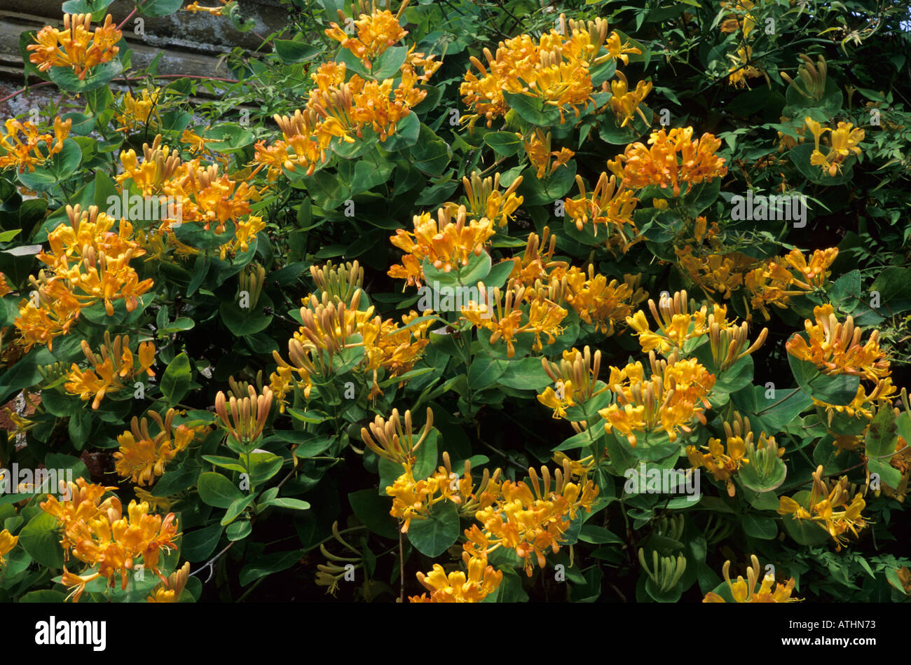 Lonicera X tellmanniana, AGM, Geiblatt, Pflanze Garten gelb orange Blume  Geibltter Loniceras Klettern Stockfotografie - Alamy