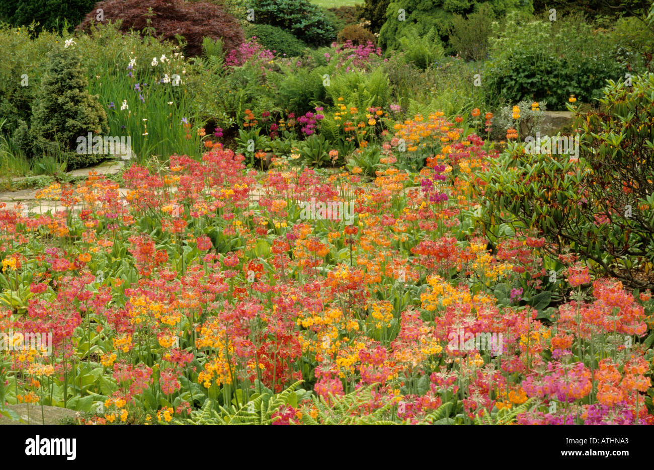 Primula Hybriden "Harlow Carr", Harlow Carr Gärten Stockfoto