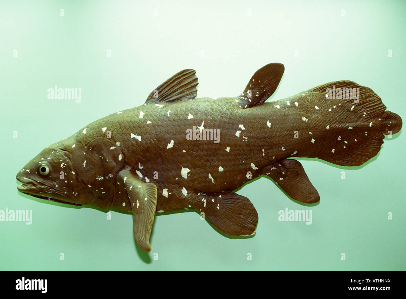 Coelocanth (Latimeria Chalumnae), farbige Besetzung von tatsächlichen Fisch Stockfoto