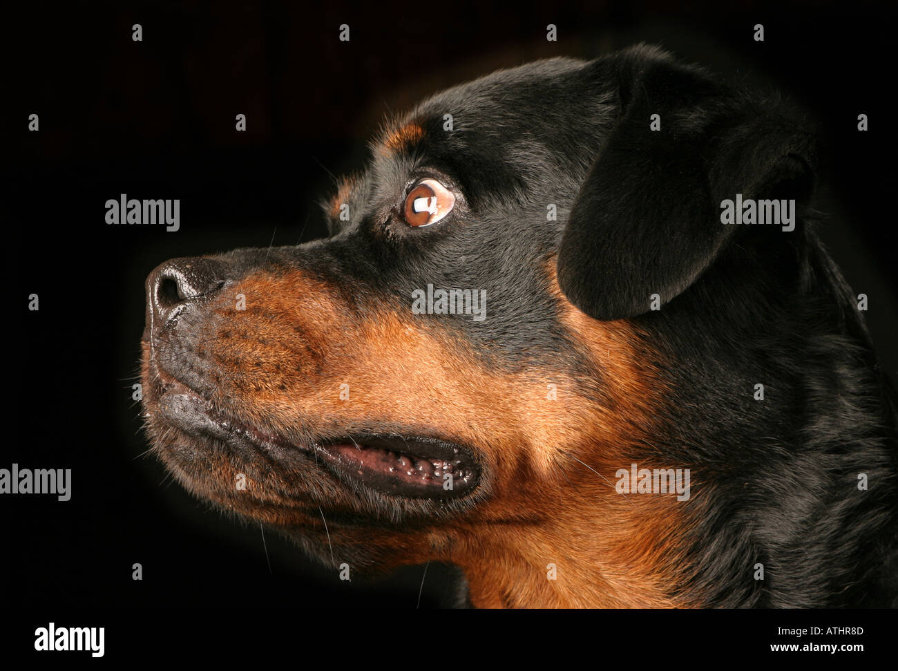 Ein Rottweiler Hund Stockfoto