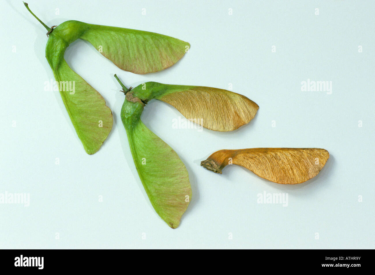 Ahorn (Acer Pseudoplatanus), Samen Studio Bild Stockfoto