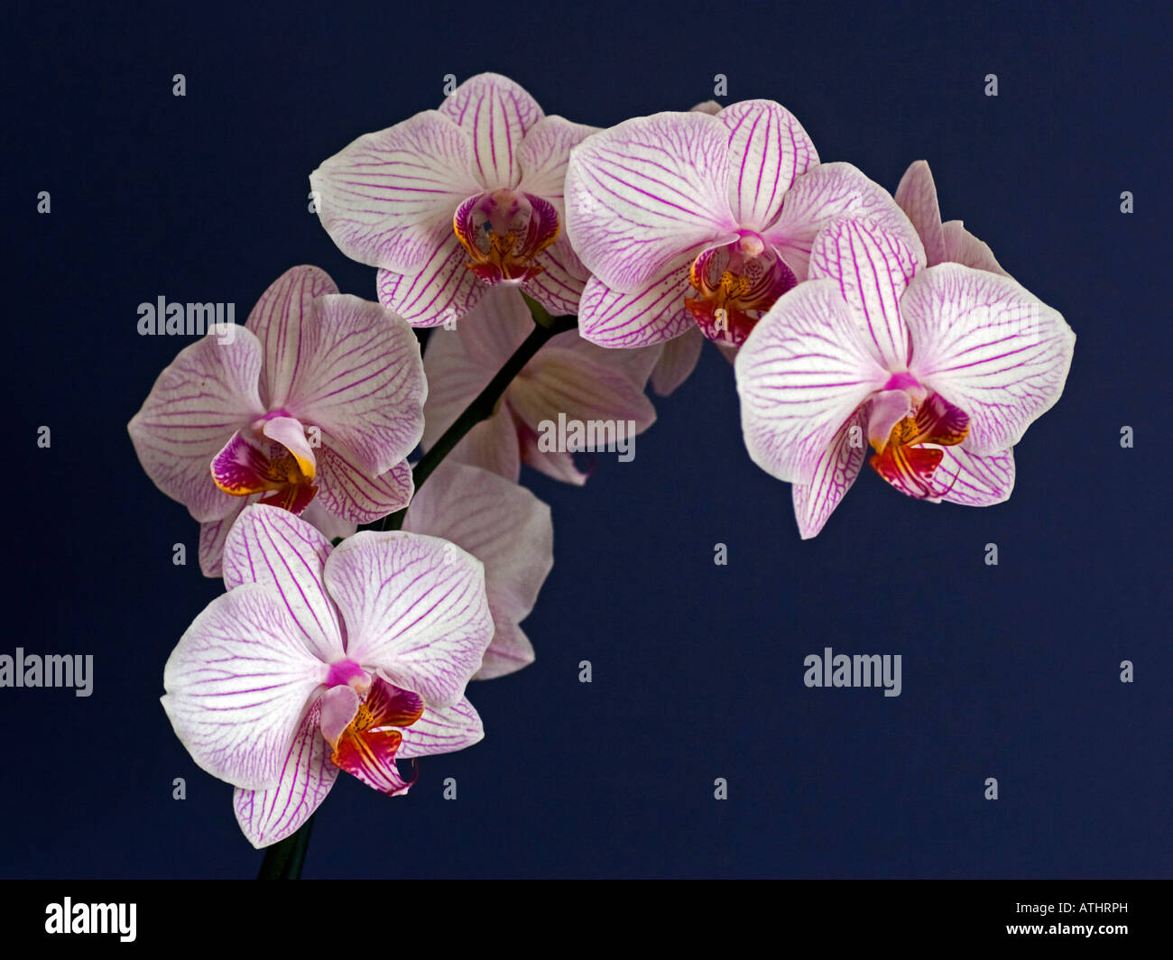 Orchidee Phalaenopsis Orchidaceae Familie Angiospermae Motte Stockfoto