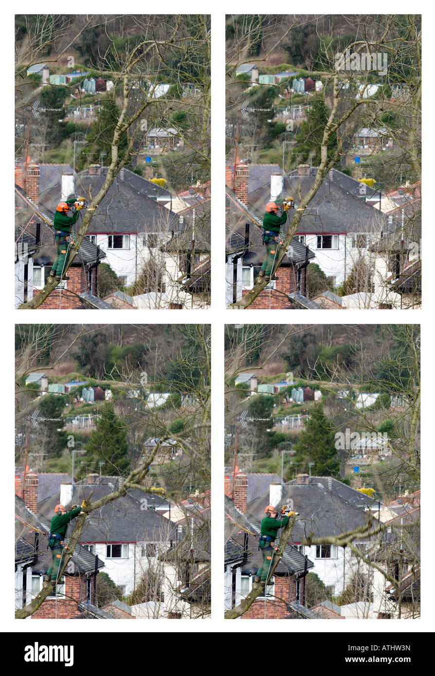 Abfolge der vier Bilder zeigen ein Baum Feller schneiden durch einen Stamm eines Baumes auf einer Wohnsiedlung in Sheffield "Großbritannien" Stockfoto