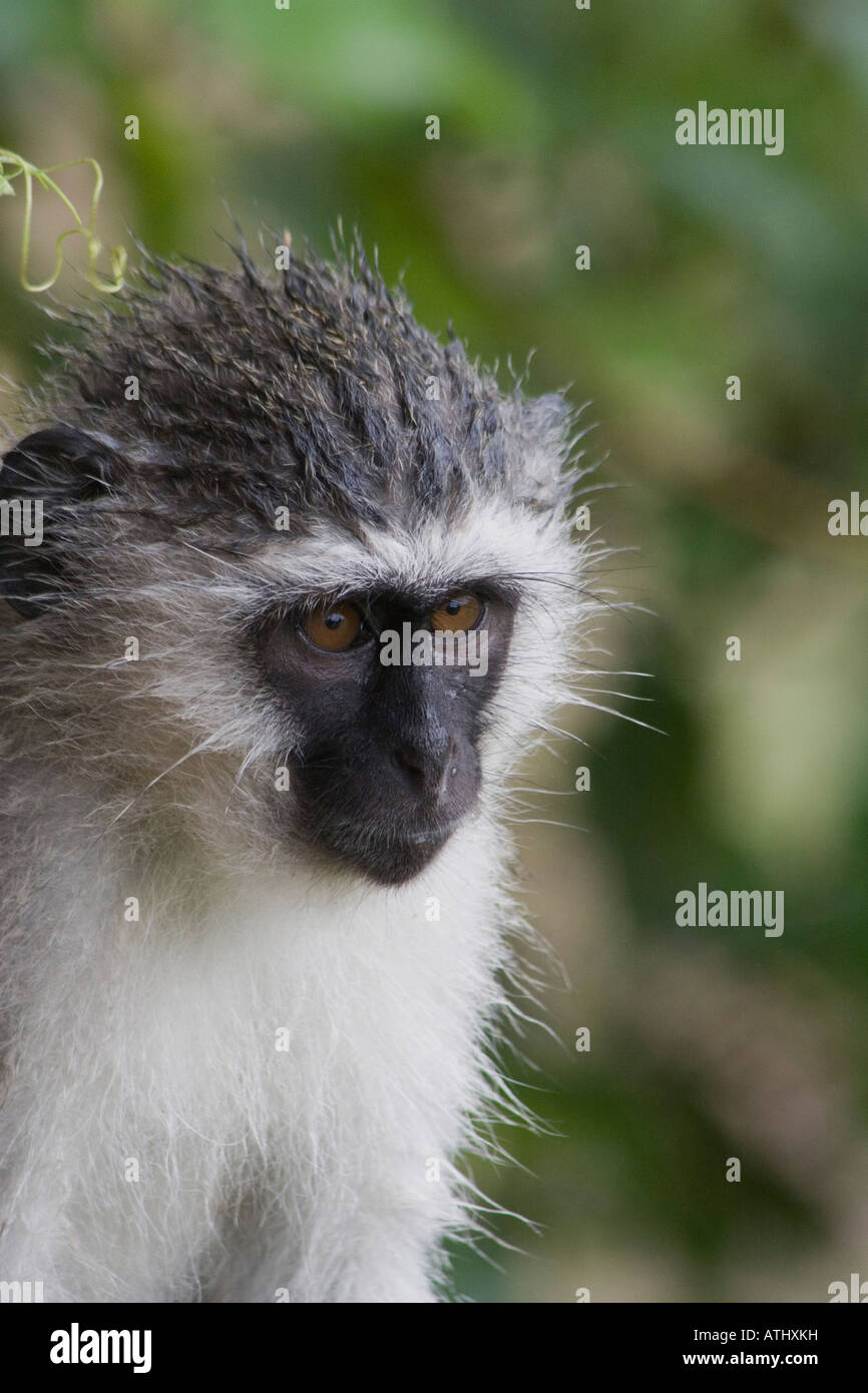 Vervet Affen sind Säugetiere auf höchstem Niveau, die auch zu einer Reihe von Umgebungen in Ost- und Südafrika anpassen Stockfoto