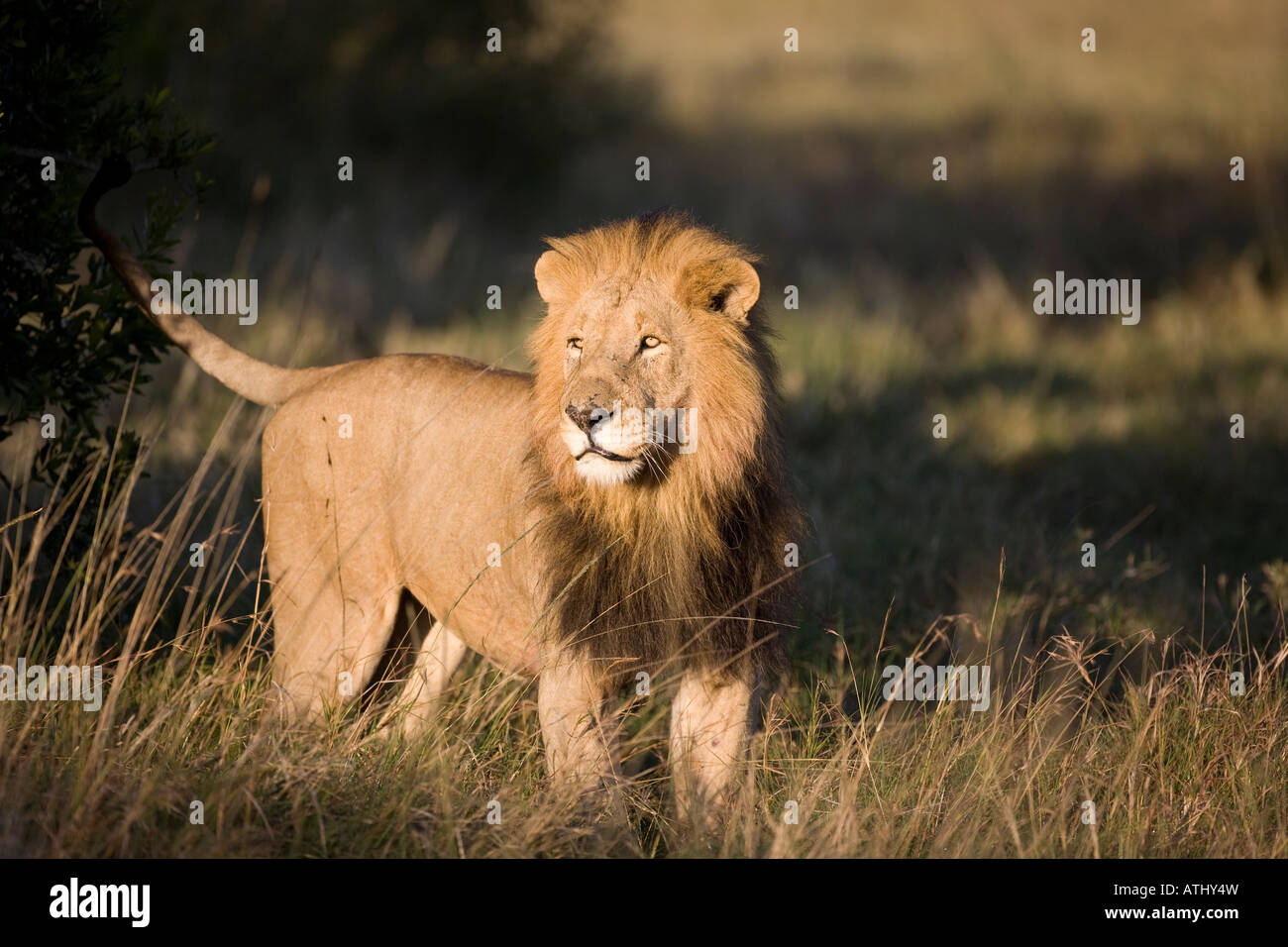 Männlicher Löwe (Panthera Leo), Masai Mara, Kenia Stockfoto Männlicher Löwe (Panthera Leo), Masai Mara, Kenia Stockfoto