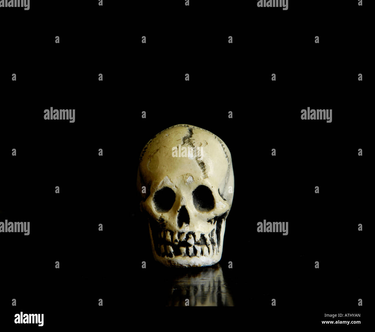 Gips-Schädel auf schwarzem Hintergrund Stockfoto