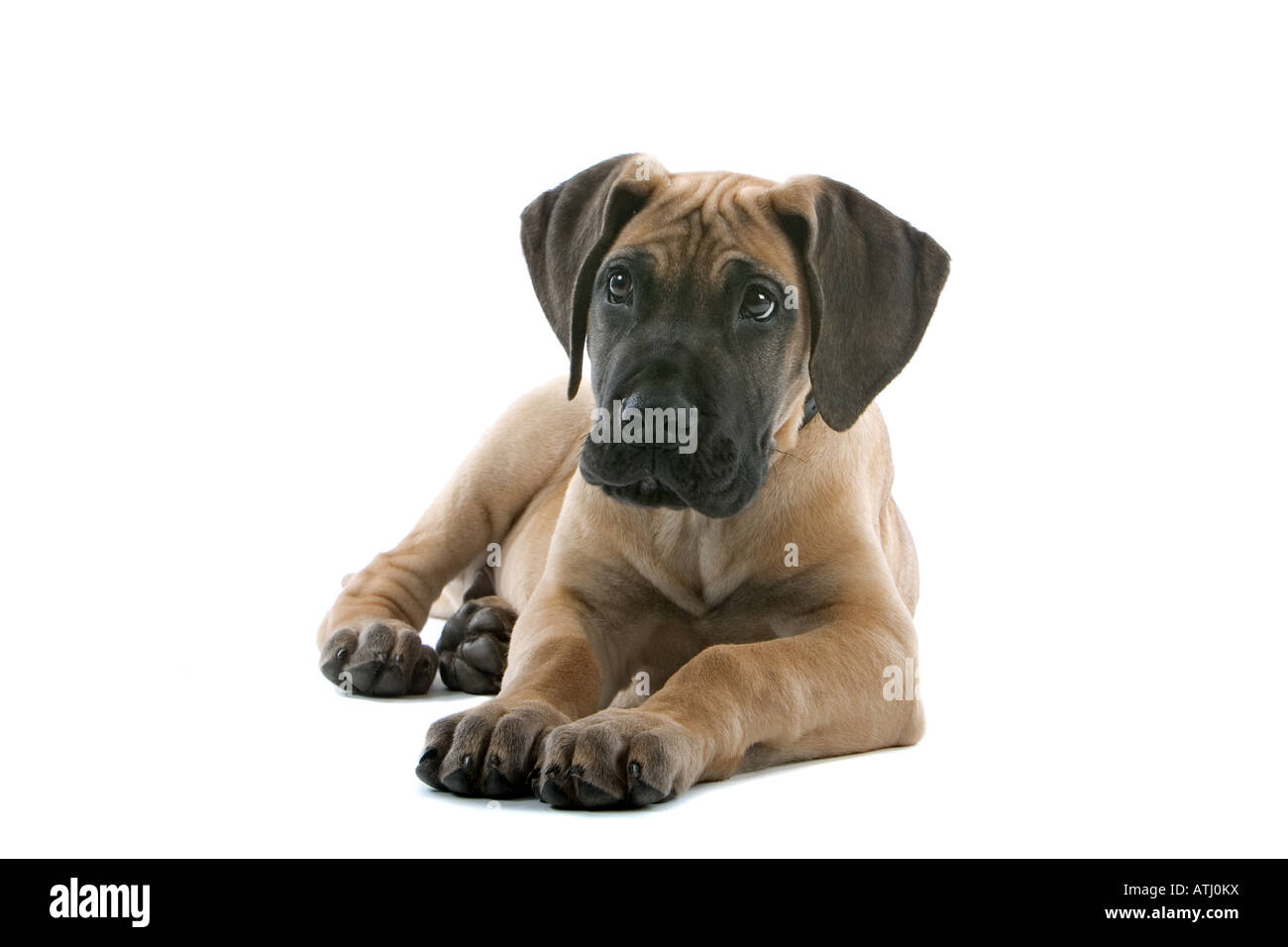 Deutsche Dogge Welpe Hund isoliert auf weißem Hintergrund Stockfoto