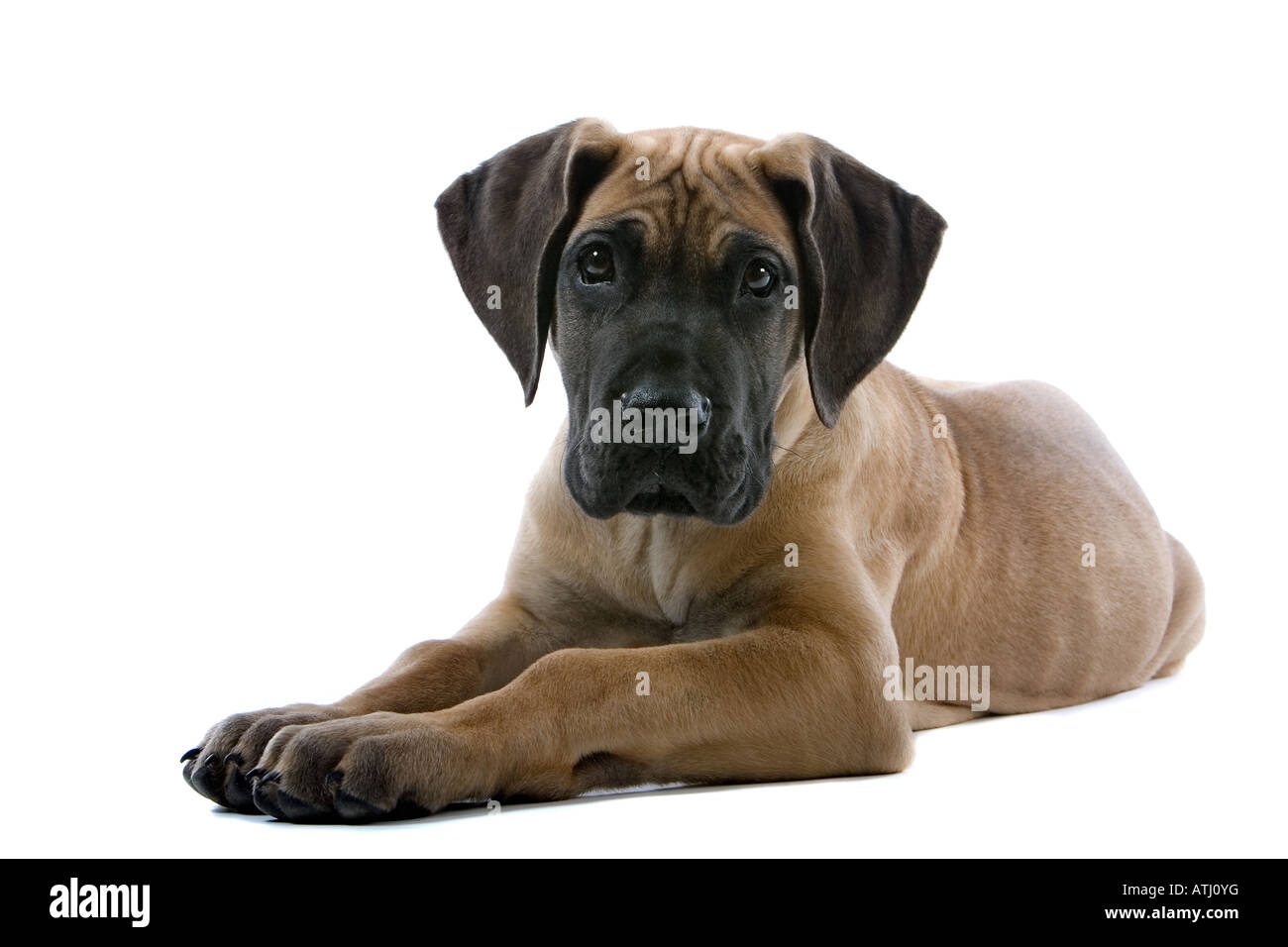 Deutsche Dogge Welpe Hund isoliert auf weißem Hintergrund Stockfoto