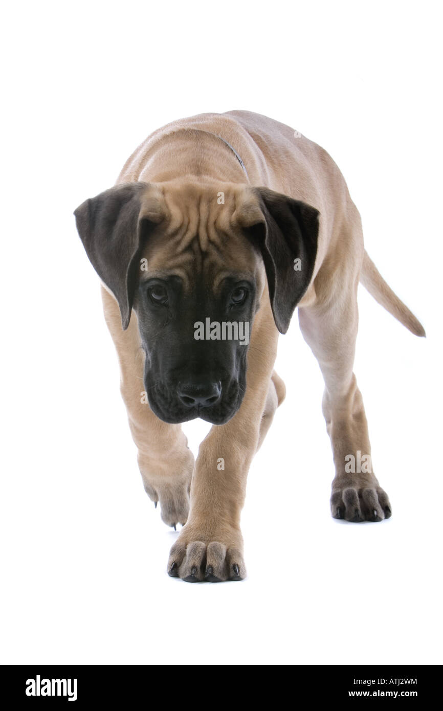 Deutsche Dogge Welpe Hund isoliert auf weißem Hintergrund Stockfoto