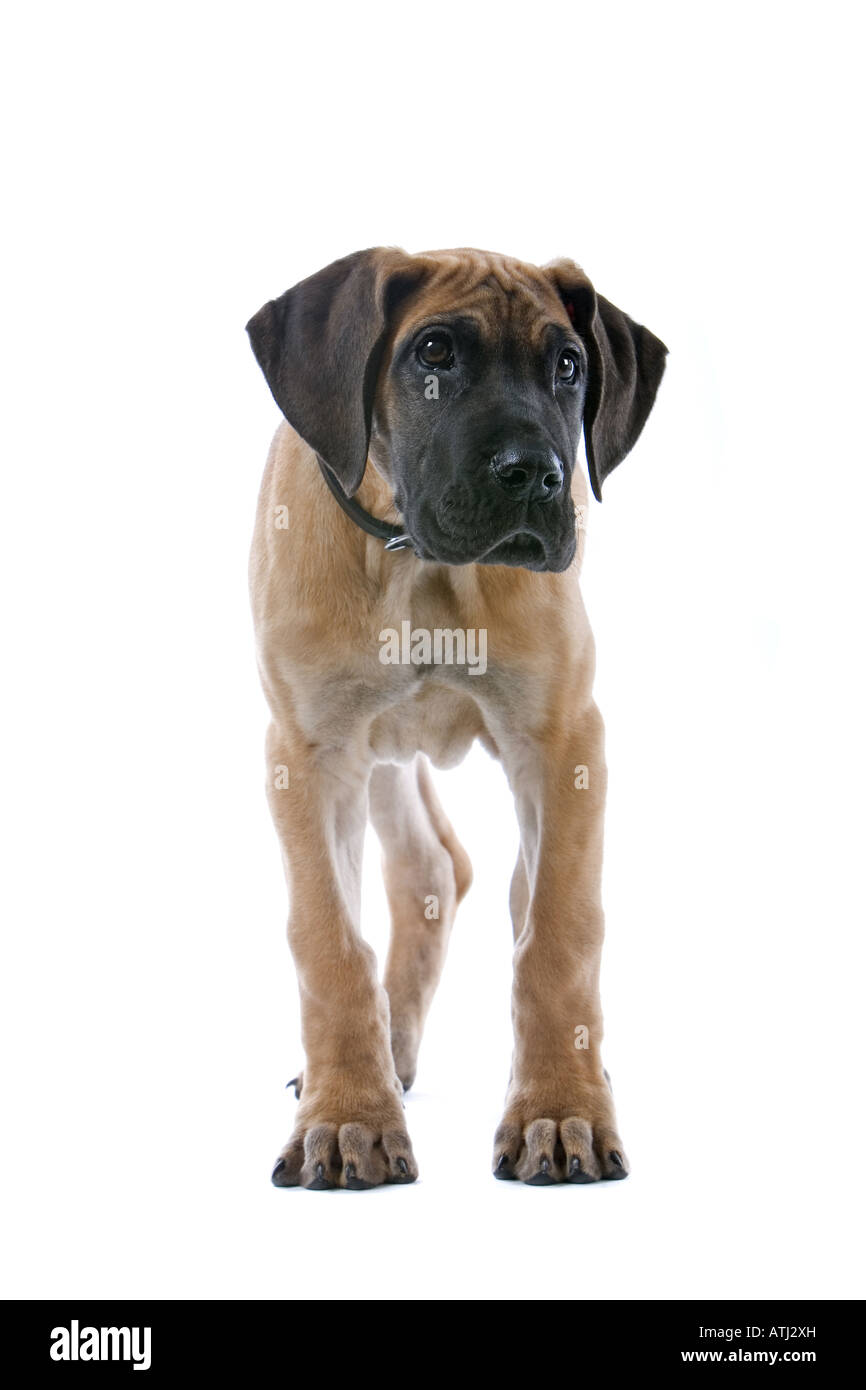Deutsche Dogge Welpe Hund isoliert auf weißem Hintergrund Stockfoto