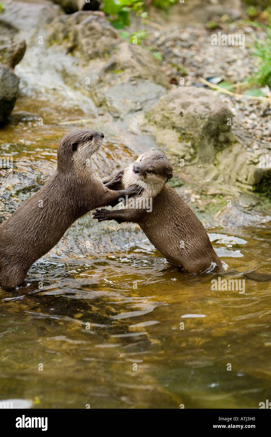 Kurze Krallen Otter spielen Stockfoto
