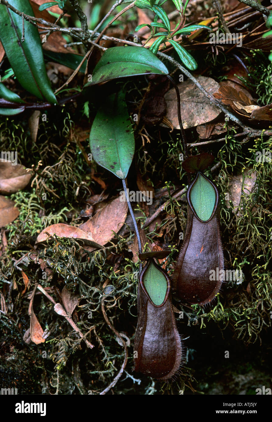 Kannenpflanze Nepenthes Tentaculata. Mt. Kinabalu Nationalpark.  Sabah, Malaysia.  Borneo Stockfoto