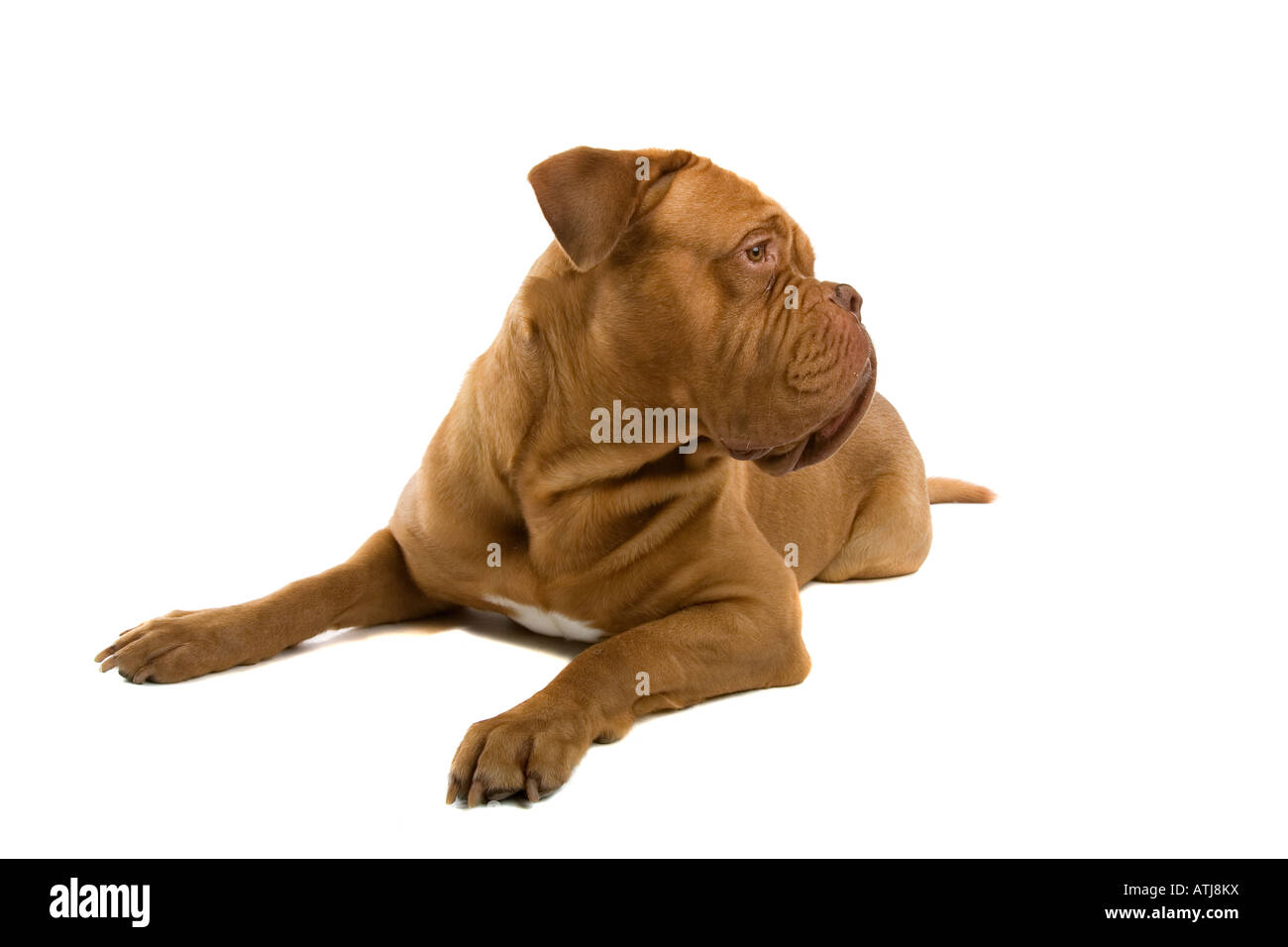 Bordeauxdogge Hund isoliert auf einem weißen Hintergrund suchen seitwärts und Festlegung Stockfoto