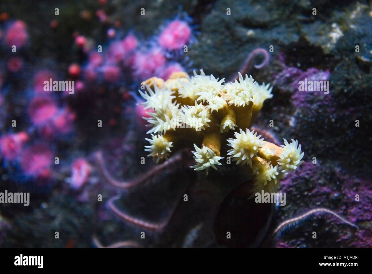 Koralle auf bunten Korallen Ocean reef Stockfoto