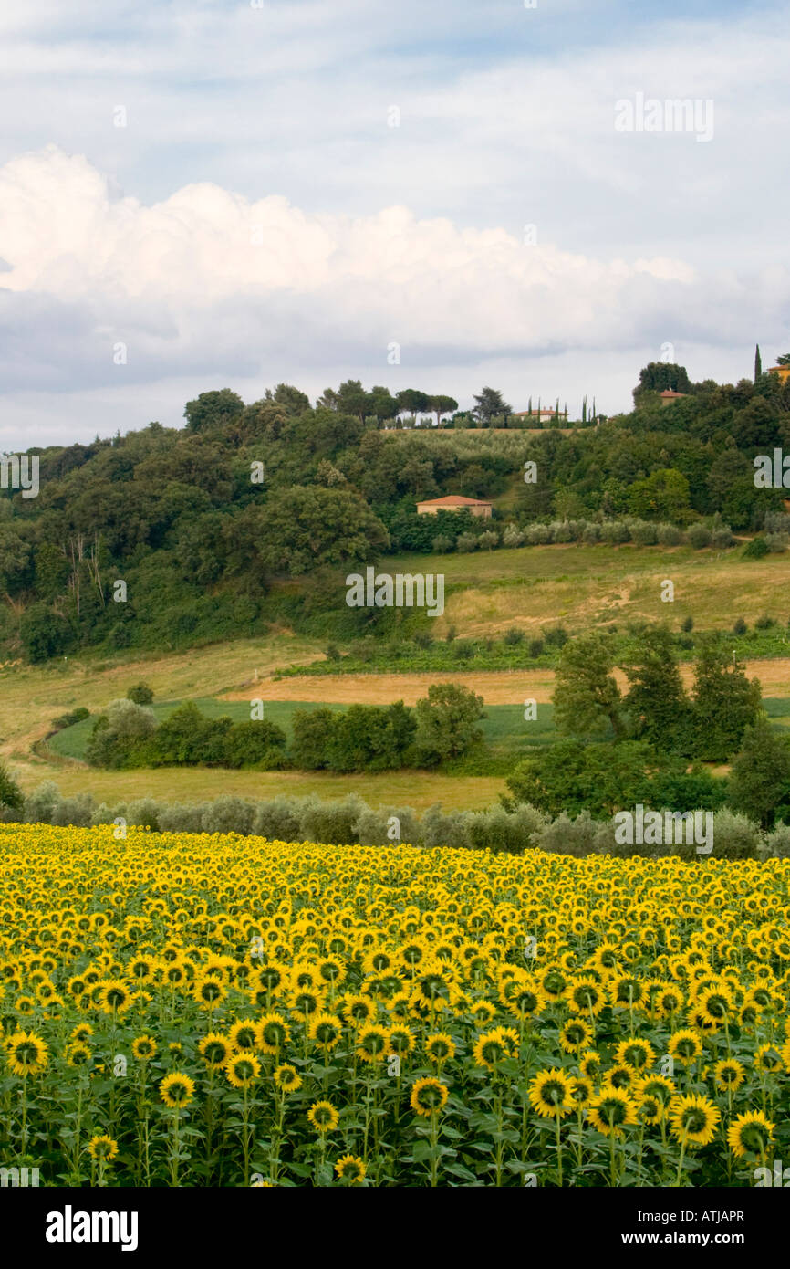 Feld von Sonnenblumen in der Toskana Italien Stockfoto