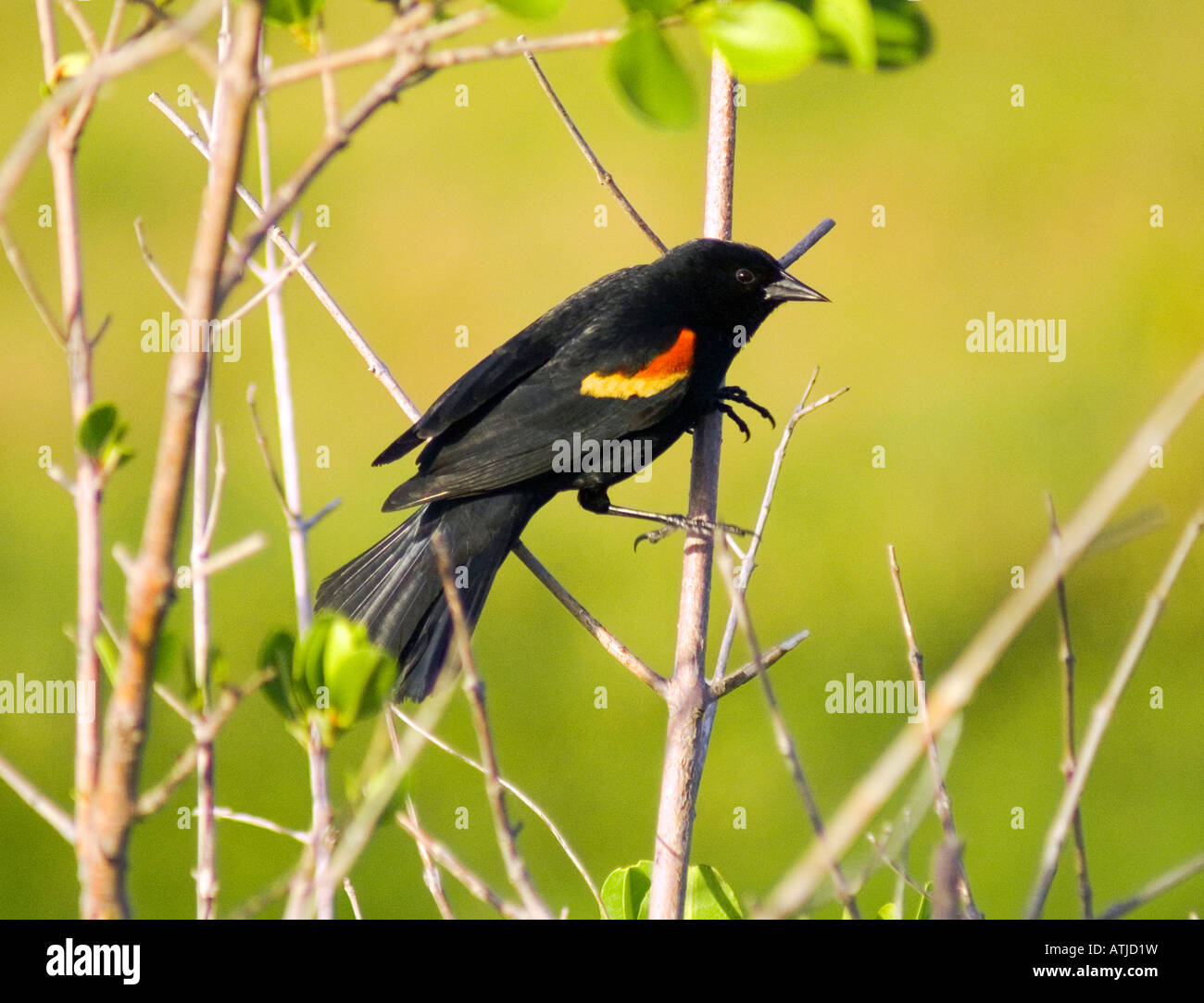 Rotschulterstärling in einem Baum Stockfoto