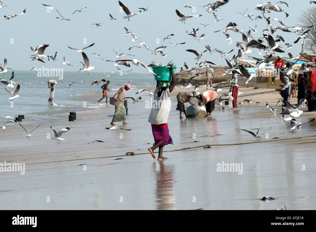 FRAU, DIE DEN FANG ENTLADEN IN TANJI. EIN FISCHERDORF IN DER GAMBIA WESTAFRIKA. Stockfoto